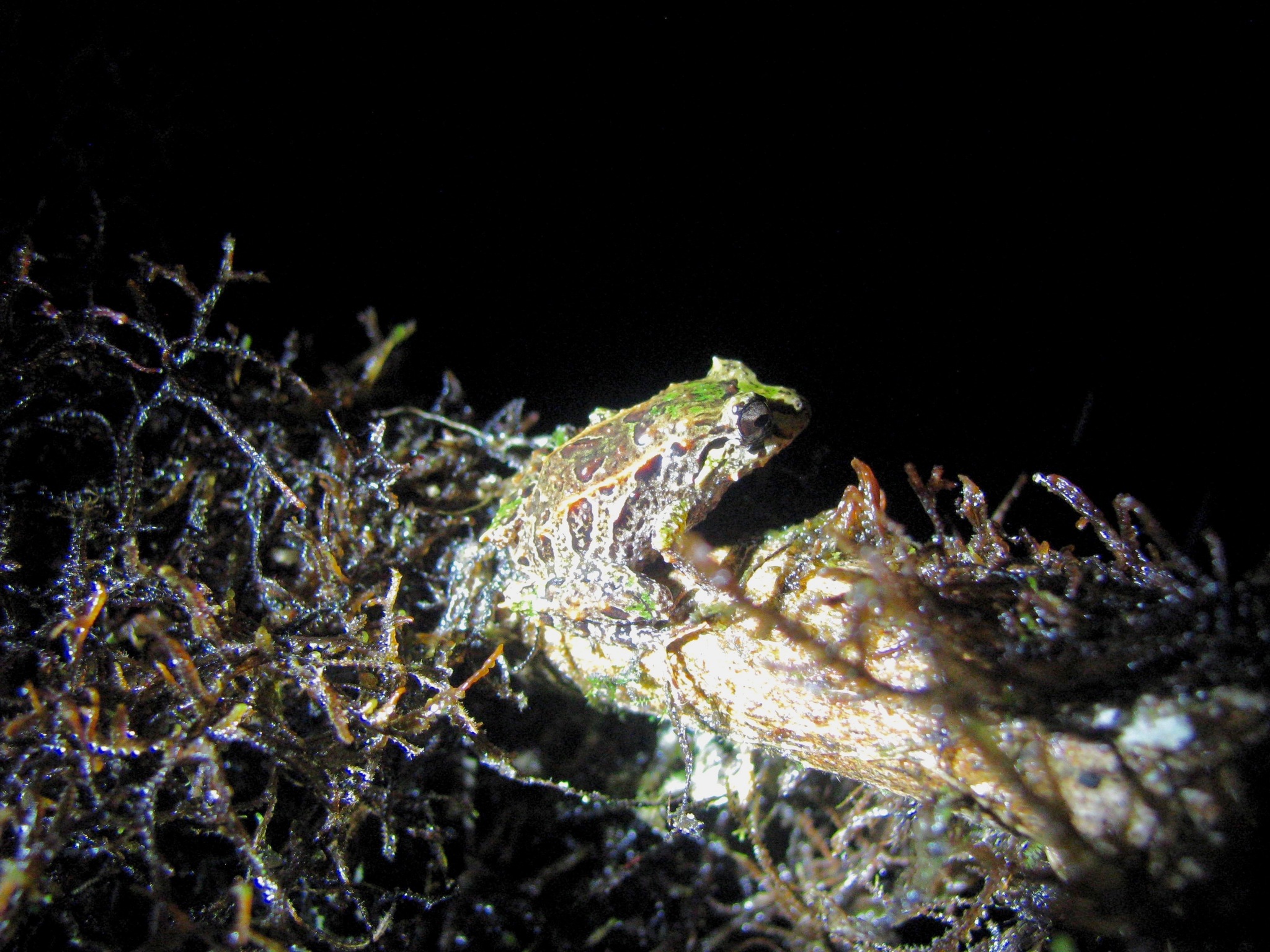 Mutable Rainfrog photo 4