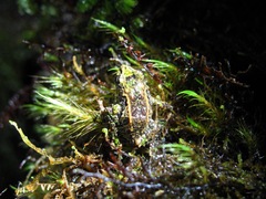 Pristimantis mutabilis