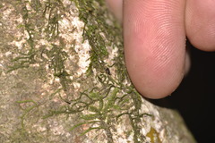 Isometopinae