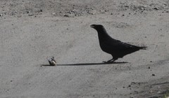 Corvus corax kamtschaticus