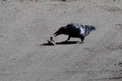 Corvus corax kamtschaticus