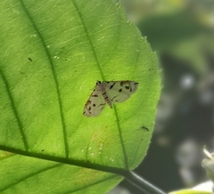 Spilomelinae