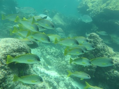 Plectorhinchus gaterinus