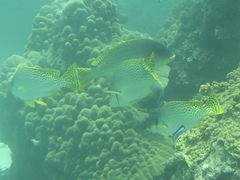 Plectorhinchus gaterinus