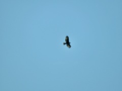 Buteo lagopus