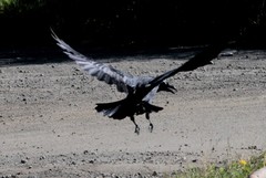 Corvus corax kamtschaticus