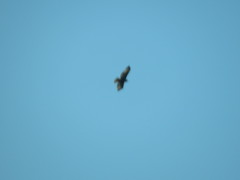 Buteo lagopus