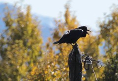 Corvus corax kamtschaticus
