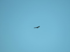 Buteo lagopus
