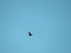 Buteo lagopus