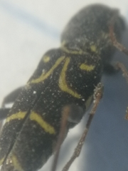 Xylotrechus antilope