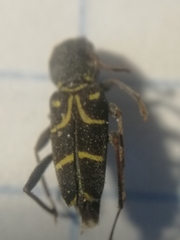 Xylotrechus antilope