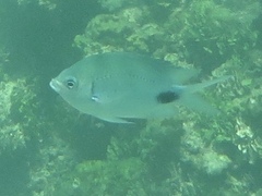 Abudefduf sparoides
