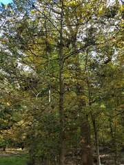 Tsuga canadensis