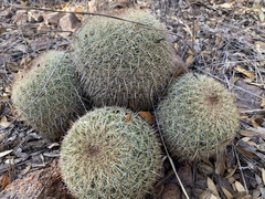 Coryphantha recurvata recurvata