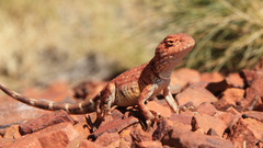 Ctenophorus caudicinctus