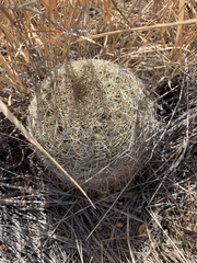 Coryphantha recurvata recurvata