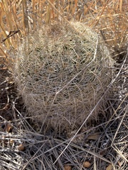 Coryphantha recurvata recurvata