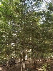 Tsuga canadensis