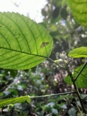 Spilomelinae