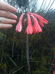 Cyrtanthus fergusoniae