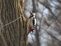 Dendrocopos major