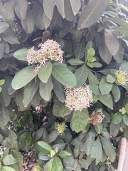 Coptosperma supra-axillare