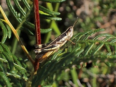 Macrotona securiformis