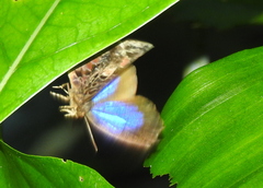 Arhopala abseus