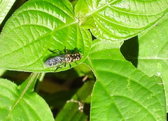 Diptera