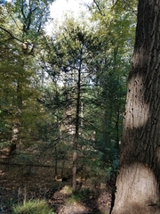 Tsuga canadensis