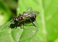 Diptera