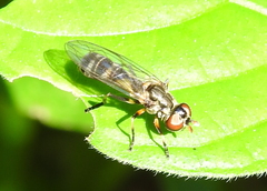 Diptera