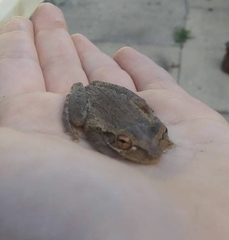 Osteopilus septentrionalis