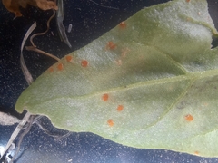 Puccinia tetragoniae novae-zelandiae