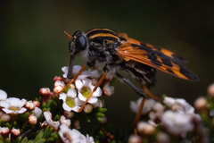 Pelecorhynchus flavipennis