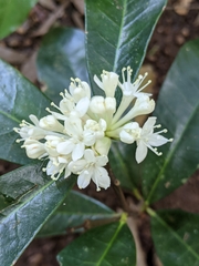 Phaleria octandra