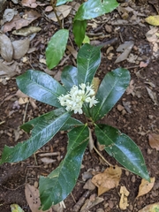 Phaleria octandra