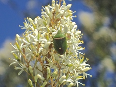 Ocirrhoe unimaculata