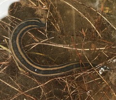Richardsonianus australis