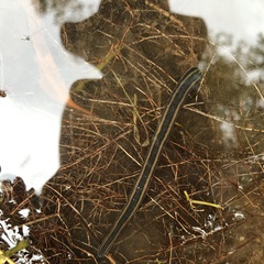 Richardsonianus australis