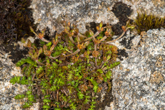 Chaerophyllum colensoi colensoi