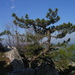 Pinus nigra nigra - Photo (c) Tommy, algunos derechos reservados (CC BY)