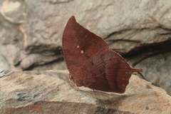 Fountainea centaurus