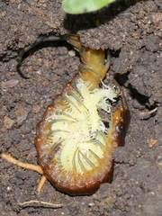 Rhysida nuda