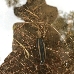 Richardsonianus australis