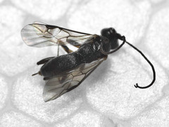 Ascogaster