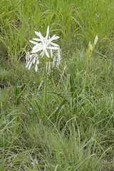 Crinum flaccidum