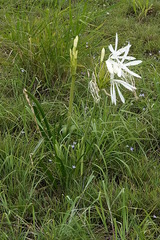 Crinum flaccidum