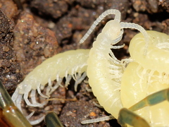 Rhysida nuda